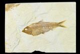 Detailed Fossil Fish (Knightia) - Wyoming #155503-1